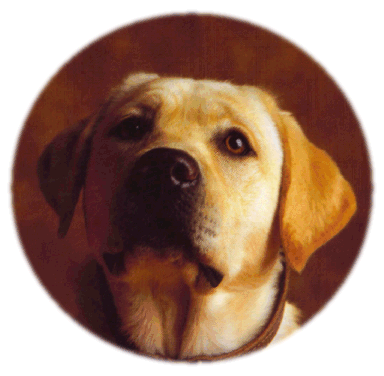 photo of Penny, yellow Lab